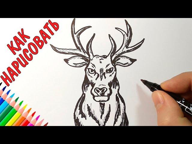 How to draw a deer, just draw