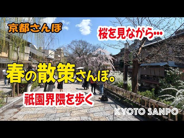 [京都お散歩4K] 春の散策さんぽ。桜映え間違いなし!! 三条大橋 縄手通り 新門前通り 白川筋 新橋通り 切り通し 四条通り 花見小路通 kyoto