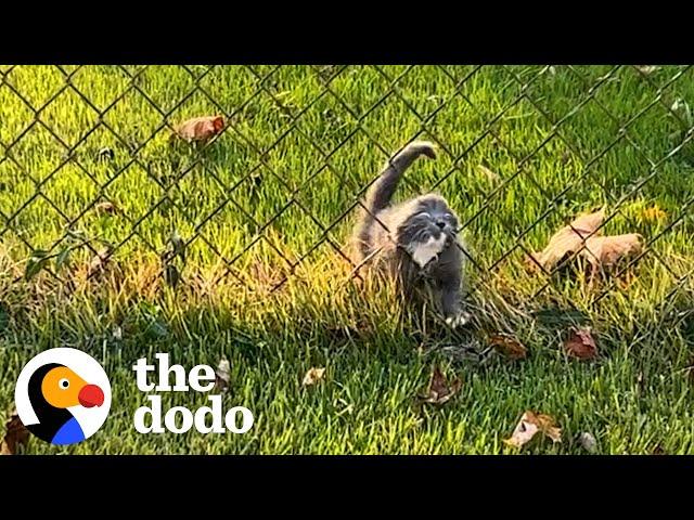 Stray Kitten Chooses Woman As Her New Mother | The Dodo