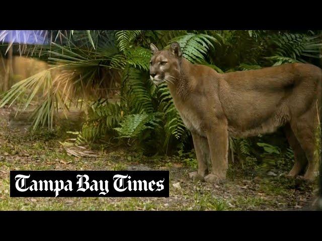 Endangered Florida panther faces dual threats of urban sprawl and increased traffic