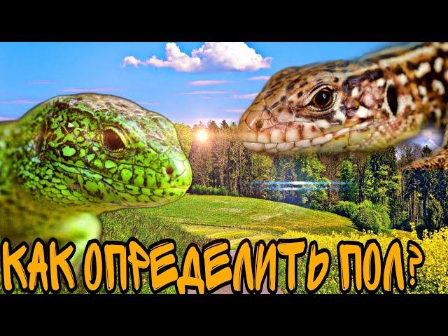 КАК ОПРЕДЕЛИТЬ ПОЛ У ПРЫТКИХ ЯЩЕРИЦ? ПРЫТКАЯ ЯЩЕРИЦА!