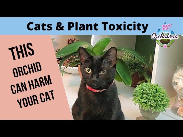 Cats and Orchids: 4 Levels of Toxic Plants