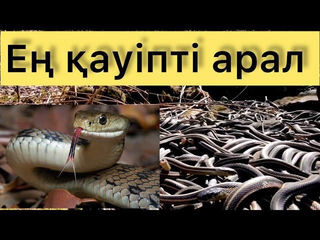 ӘЛЕМДЕГІ ЕҢ ҚАУІПТІ АРАЛ- ЖЫЛАН АРАЛЫ #КЕЙМАДА-ГРАНДИ