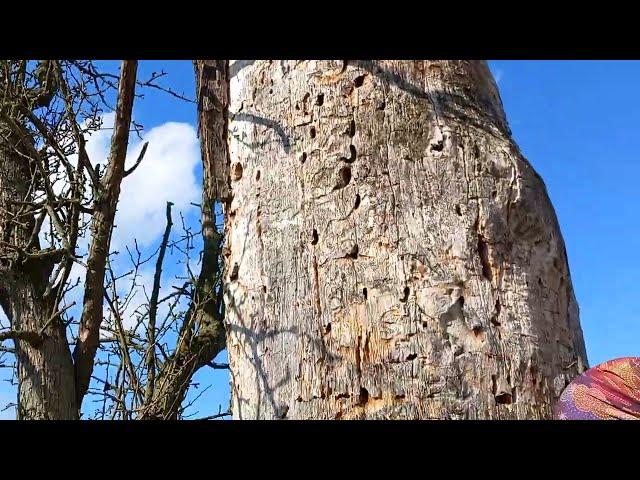 Natur auf der Spur in Dessau - Von wem stammen die riesigen Löcher im Holz?