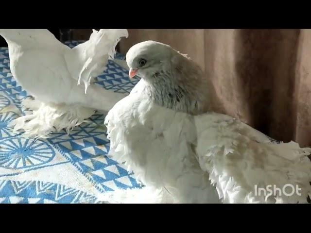 Голуби Статные Ростовский Лебедь(Stately Pigeons Rostov Swan)