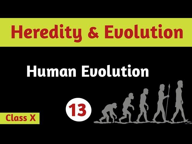 Human Evolution | Heredity & Evolution | Class 10 | Science | Biology | Dhiman's Biology