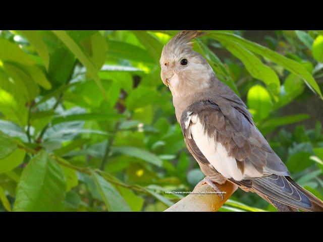 Cockatiel Sounds, Call Songs - White-Faced Cockatiel (Jono)