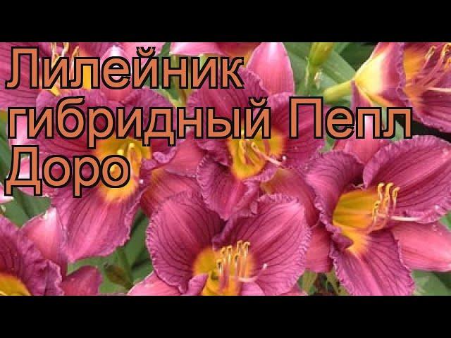 Лилейник гибридный Пепл Доро (hemerocallis)  обзор: как сажать, рассада лилейника Пепл Доро