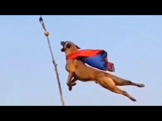 Best of Belgium Malinois Highest Jumps