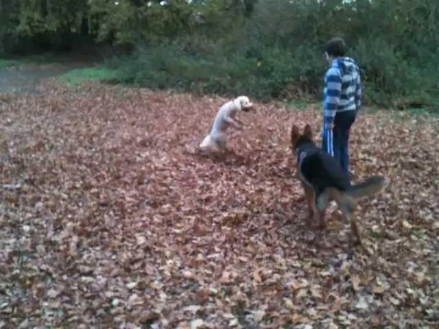 Barney the Aussie Doodle Playing the 'Leaf It' Game with Bradley