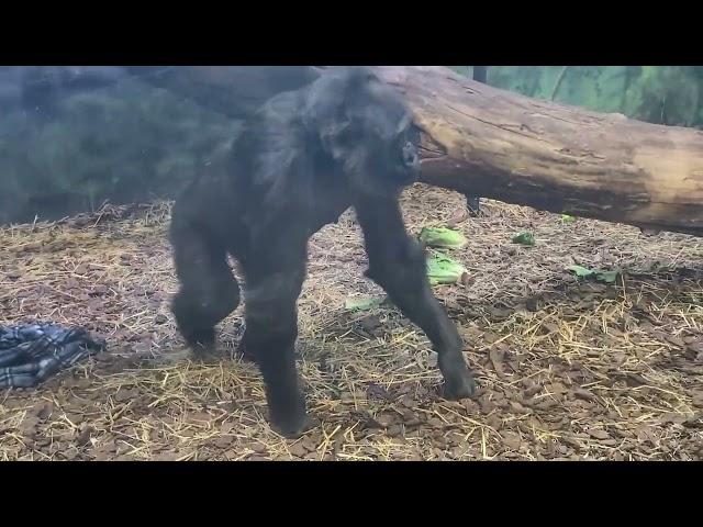 Gorilla Forest at Louisville Zoo 10/19/24