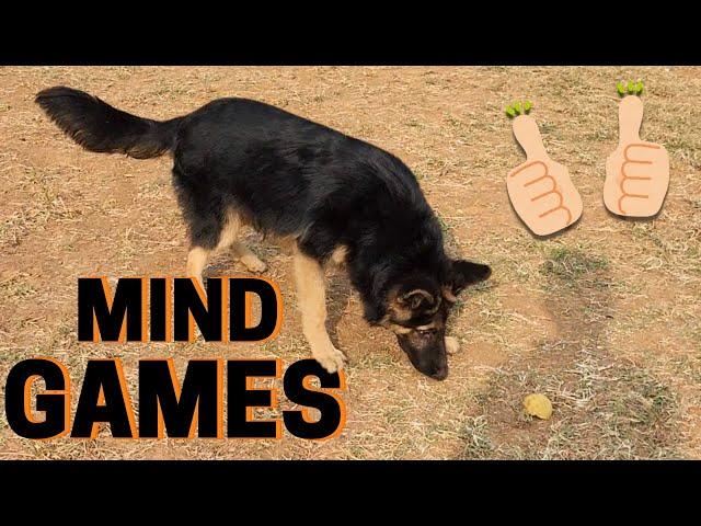 7 Mind Games for German Shepherds
