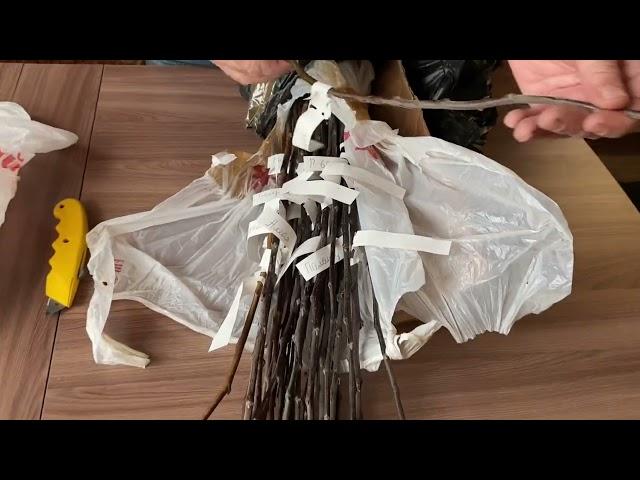 Хатунский питомник отзывы.  Отзыв  Иванов А.В.