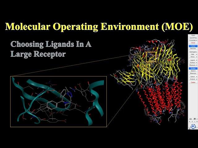 Choosing Ligands In A Large Receptor In MOE | MOE Tutorial