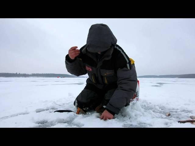 Вываживание окуня на тонкую снасть