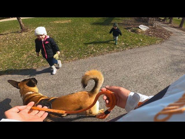 Kids Run Up To Pet Belgian Malinois