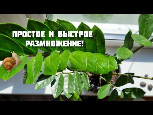 РАЗМНОЖЕНИЕ ЗАМИОКУЛЬКАСА - Как размножить долларовое дерево (3 способа)