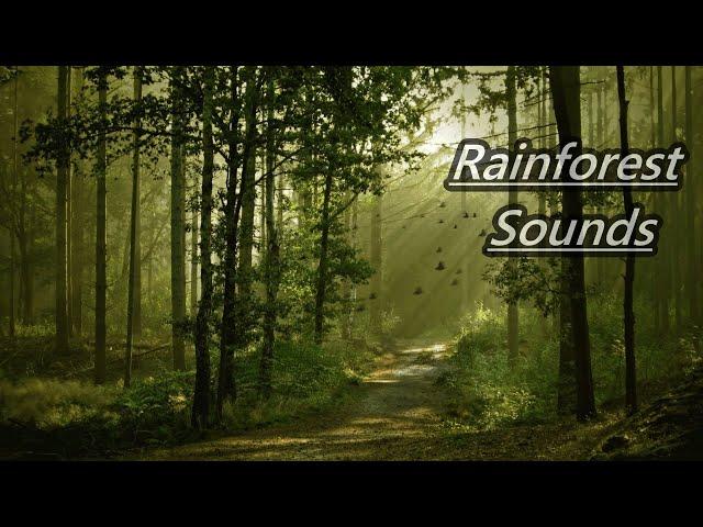 Rain Sound and Rainforest Animals Sound - Relaxing Sleep