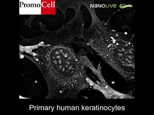 Label-free live cell imaging of primary human keratinocytes for 2h50mins