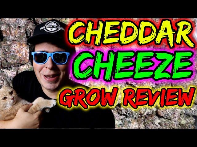 CHEDDAR CHEEZE ORGANIC BEAN TO HARVEST | REVIEW & KEY TAKEAWAYS