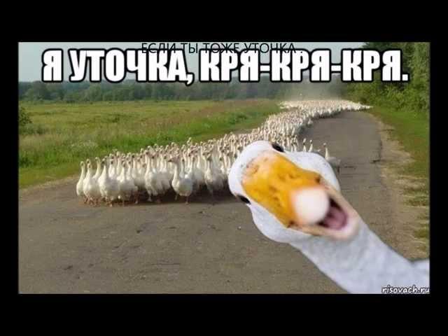 Я уточка , я в луже !!! ахаха