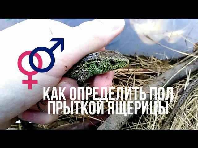 КАК ОПРЕДЕЛИТЬ ПОЛ ПРЫТКОЙ ЯЩЕРИЦЫ