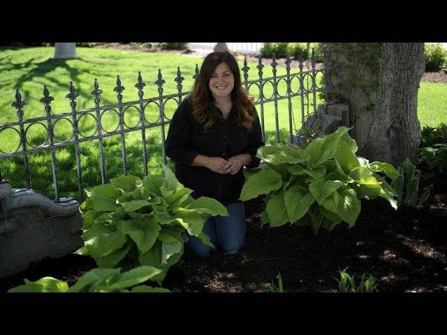 'Coast to Coast' Hosta for Shady Landscapes