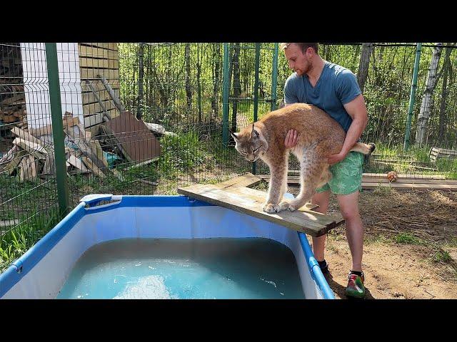 LYNX UMKA TESTED THE POOL FOR STRENGTH / Martin has become kinder