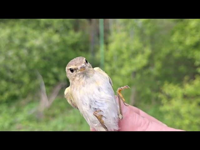 ловля черноголовки и пеночек