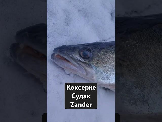 СУДАК ЗИМОЙ. ПЕРВЫЙ ЛЕД. #рыбалка #fishing #судак #zander #охотник