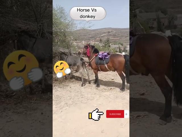 Horse Vs donkey love #tiktoklovely