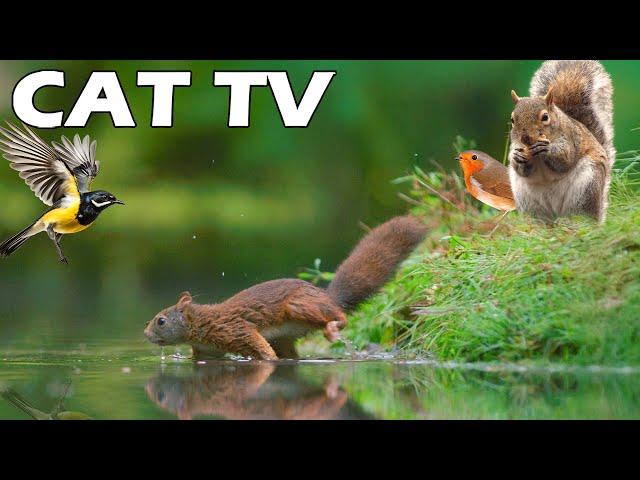 UNINTERRUPTED CAT TV Squirrels & Birds Chasing By The Lake Relaxing Bird Sounds Entertain Your C