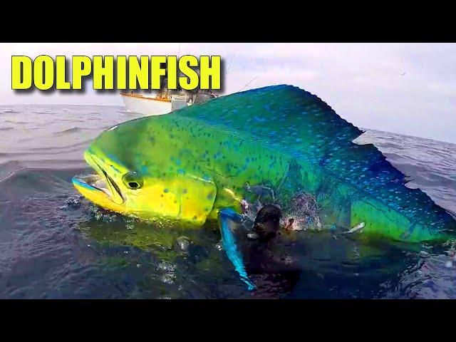 Mahi Mahi Facts: the DOLPHINFISH  Animal Fact Files