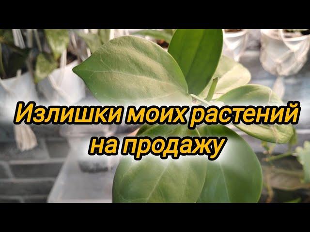 Излишки моих комнатных растений на продажу