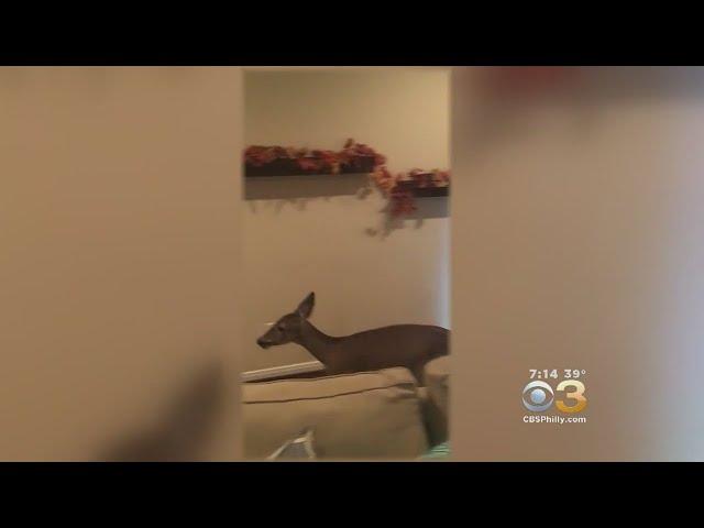 Baby Deer Rescued By Police After Breaking Into Home