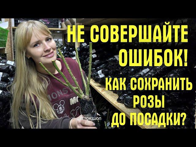 ИСПРАВЬТЕ ОШИБКИ! Пришли САЖЕНЦЫ РОЗ! Как сохранить, как обрезать и как сажать, чтобы они НЕ ПОГИБЛИ