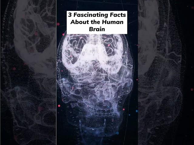  Top 3 Fascinating Facts About the Brain You Didn’t Know!  #science #facts #brain