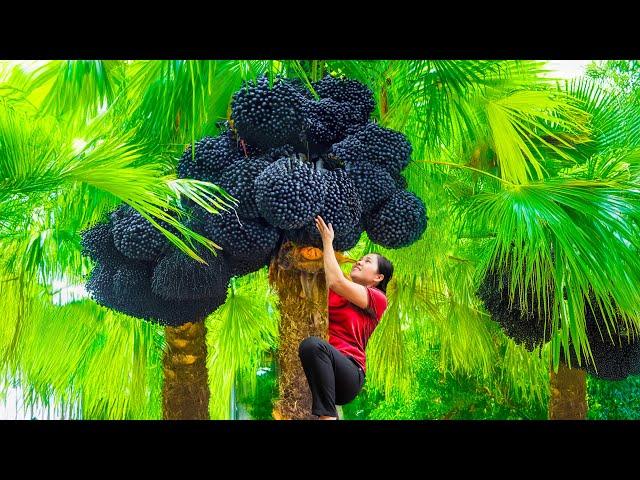 Woman Harvesting Black Forest Areca Go to Market Sell | Women's Superpowers | An Phú Daily Life