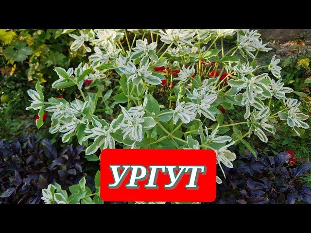 УРГУТ//ОБЕД в ресторане ЯККАСАРОЙ//СОБИРАЕМ ЯГОДЫ и ОВОЩИ #ургут #узбекистан #самарканд #urgut