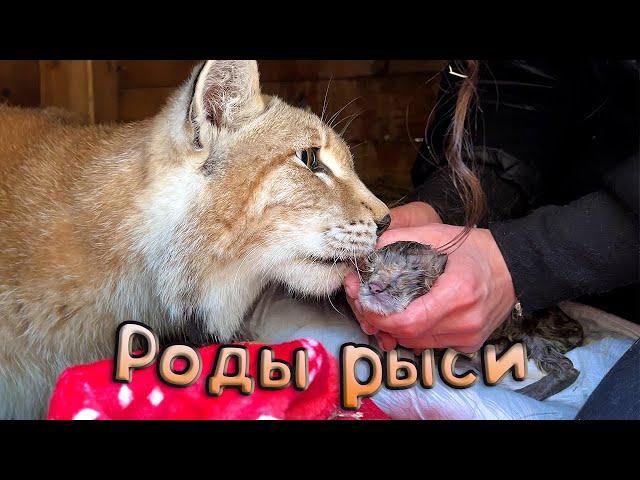 Difficult lynx birth