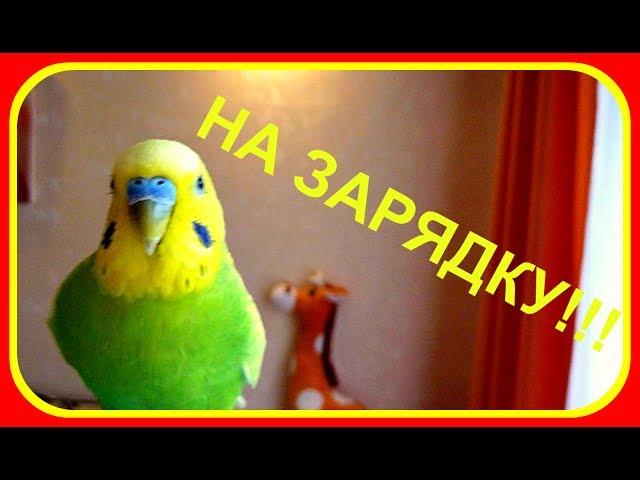 Попугай делает зарядку?!!!//Веселый и смешной волнистый попугай