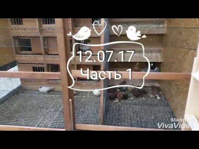 Узбекские голуби / Usbekische tauben /Uzbek pigeons