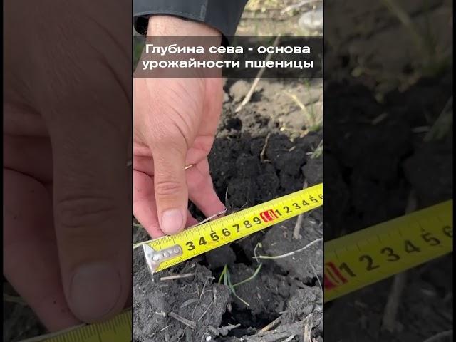 Глубина сева - основа урожайности пшеницы