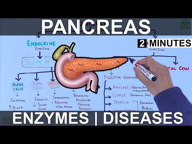 Pancreas  | Enzymes and Diseases