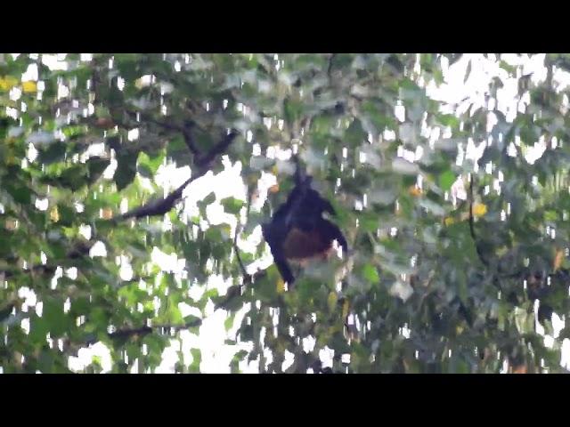 (Bat) Indian Flying Fox,  Location : Ramna Park, Dhaka, BD. By Achik Chambugong, Date : 04.09.2022