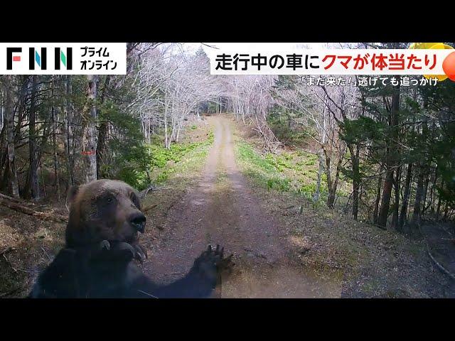 【恐怖】ヒグマが“猛スピード”で車に体当たり　逃げても追いかけてくるクマに「また来た！ヤバいぜ！」　北海道・根室市（2024/4/29放送）