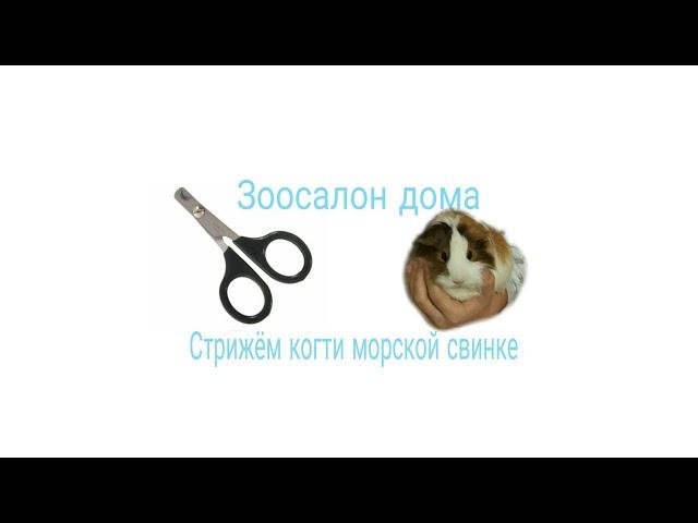 Зоосалон дома. Как стричь когти морской свинке?