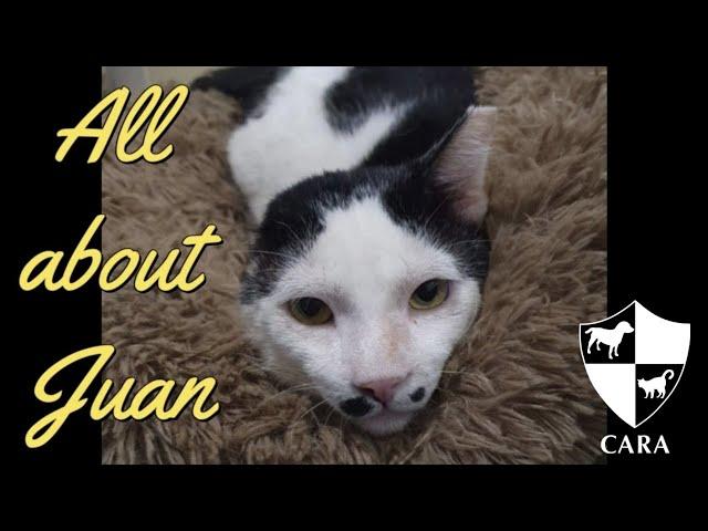 All about Juan | CARA Cat for Adoption