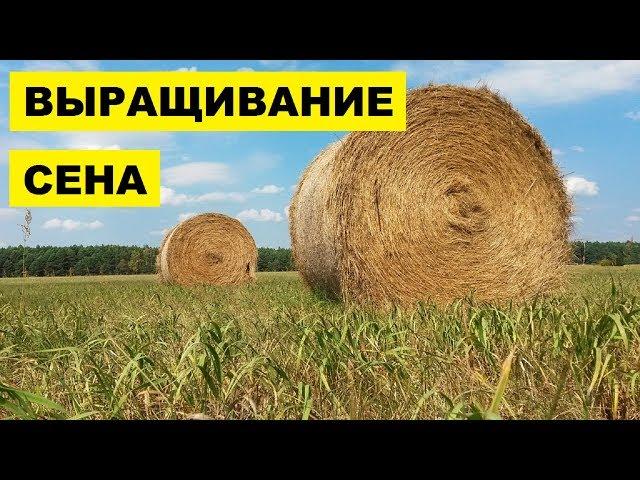 Выращивание и продажа сена как бизнес идея