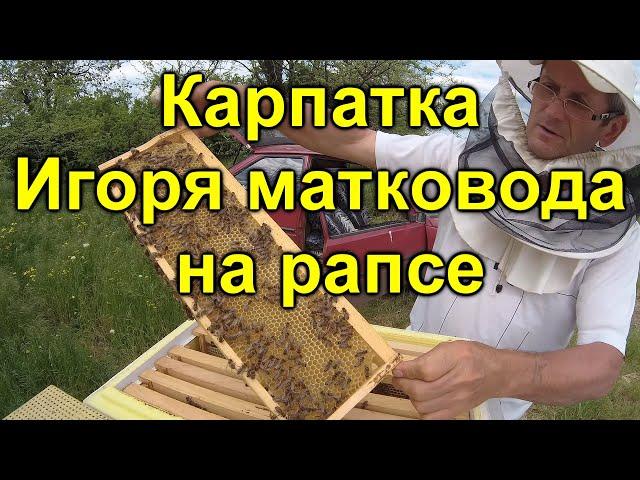 Карпатка Игоря матковода на рапсе